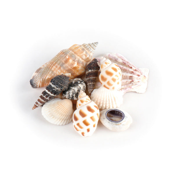 Schelpjes