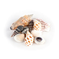 Schelpjes